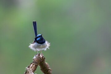 blue tit on a branch © kakar