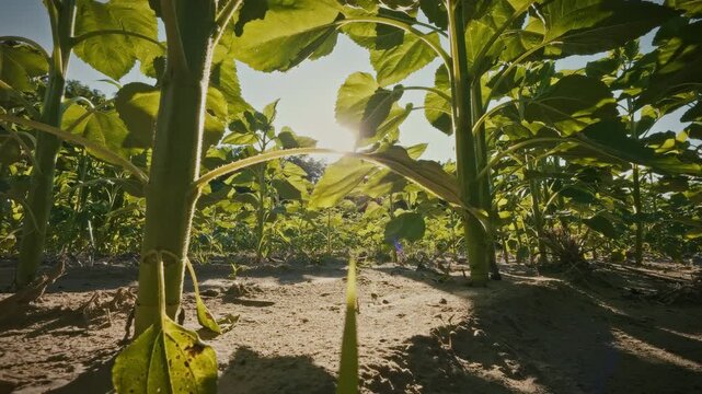 A close-up view from ground level of the mighty green stalks of sunflowers in an industrial field. The theme is crop production and agribusiness
