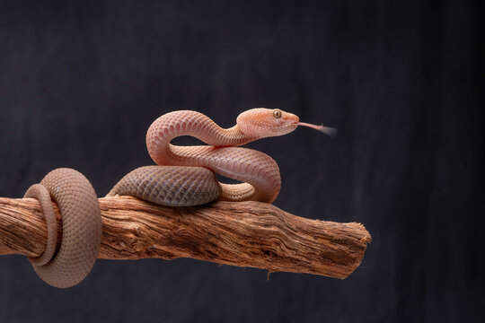 Pink Pit Viper Sensing the Air. Coiled gracefully on weathered wood, a venomous albino snake flicks its tongue against a dark backdrop. Dramatic studio art for bold campaigns.