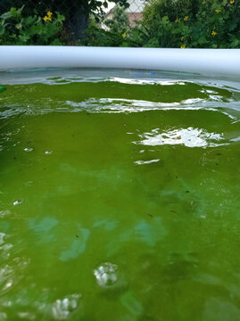 Close up of green water surface with algae or moss
