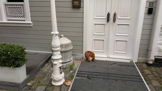 Static shot of an adorable ginger cat sitting outside the elegant white doors of a historic mansion in the charming Sultanahmet district of Istanbul, Turkey.