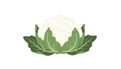 Obraz premium Single fresh organic cauliflower head with dense green protective leaves shown on a clean white background.
