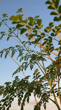 Vertical video of Moringa oleifera tree branches and green leaves swaying gently in the wind against a soft blue evening sky.