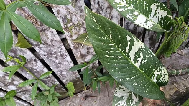 Variegated Dieffenbachia Leaves Close Up in Tropical Garden