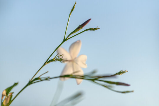 Fleurs et boutons de jasmin