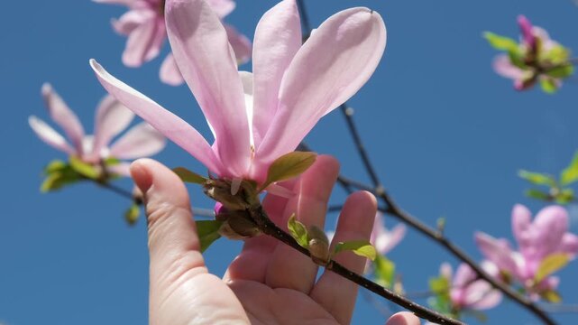 Woman hand touching soft pink magnolia flower on branch against background clear blue sky close-up
