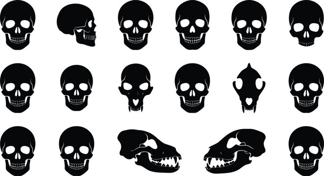 Detailed human and animal skull cranium silhouettes with side profile and front view for anatomical study.