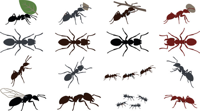Ant vector silhouettes set with worker ants carrying leaves, top view insect diagrams, flying queen ant, and colony trail graphics for nature layouts.