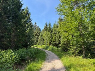 Hiking trails and Walking paths in the Black Forest Middle-North Nature Park, Germany - Wanderwege und Spazierwege im Naturpark Schwarzwald Mitte-Nord, Deutschland - Sentiers de randonnée et chemins © Mario
