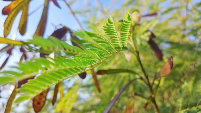 Delicate feathery mimosa leaves unfurl in sunlight beside blurred hanging acacia seed pods.