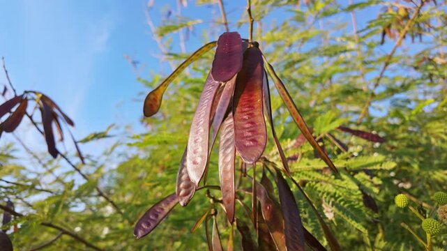 Clusters of purple-brown leucaena acacia seed pods dangle against a clear blue turkish sky.