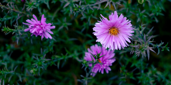 Pink aster flowers blooming among sharp green needle-like leaves 