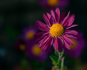 Fototapeta premium Radiant purple chrysanthemum bloom with golden heart glowing in soft daylight 