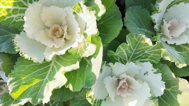 Close-up of ornamental cabbage leaves shows white and green ruffled patterns in sunlight.