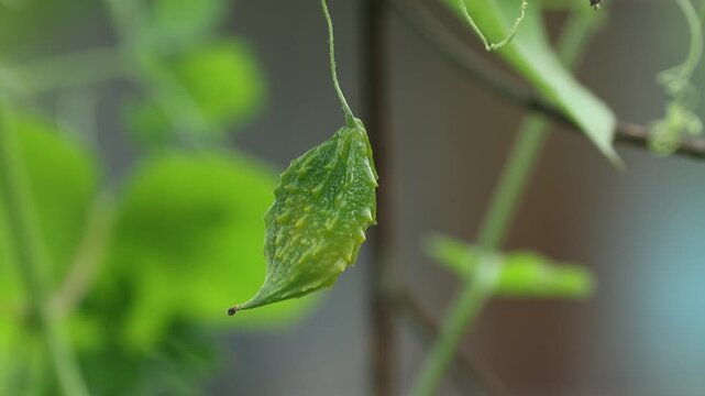 Fresh Bitter Melon Growing on the Vine