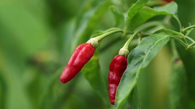 Fresh Bird's Eye Chili Peppers Growing on the Plant with Blurred Background	