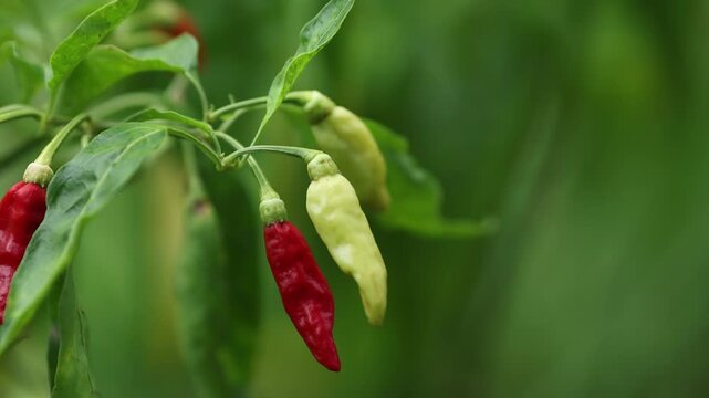 Fresh Bird's Eye Chili Peppers Growing on the Plant with Blurred Background	