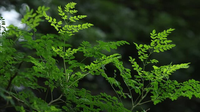 Fresh Moringa Leaves Growing on the Tree in the Garden