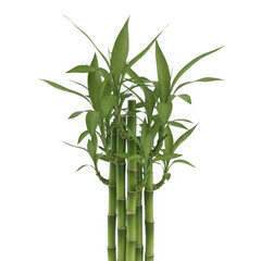 Obraz premium Fresh green bamboo stalks with lush leaves