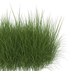 Fototapeta premium Fresh green grass patch on a nature background