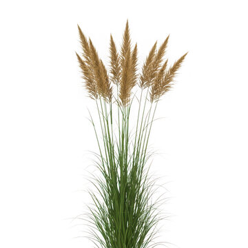 Green grass stems with golden brown seed heads