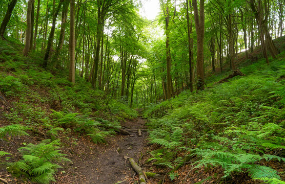 Muddy footpath rises up hill in a Derbyshire woodland near Sheldon.