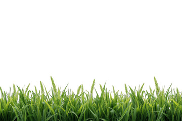 Fototapeta premium Fresh green grass blades border forming a natural lush lawn and meadow foreground element on transparent background