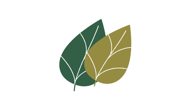 Two simple green and olive leaves with white veins detailed flat vector illustration isolated on white background.