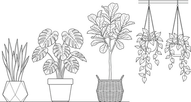 Minimalist line art illustration of potted house plants set including monstera fiddle leaf fig snake plant and hanging ivy