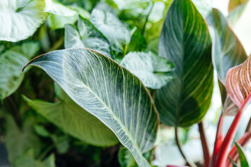Close-up of philodendron leaves with varying shades of green and red. The leaves display distinct veins and textures, surrounded by other lush green plants. © Екатерина Говорина