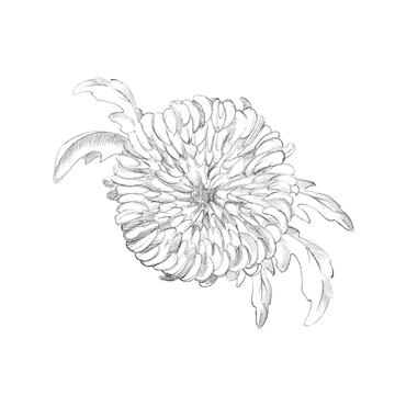 monochrome chrysanthemum flowers and leaves, hand-drawn fluffy dahlia flowers made uo of pencil, black and white sketch of blooming plants, garden theme for wedding, birthday, textile decoration