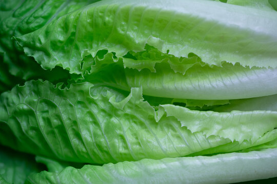 Fresh green romaine lettuce leaves texture background