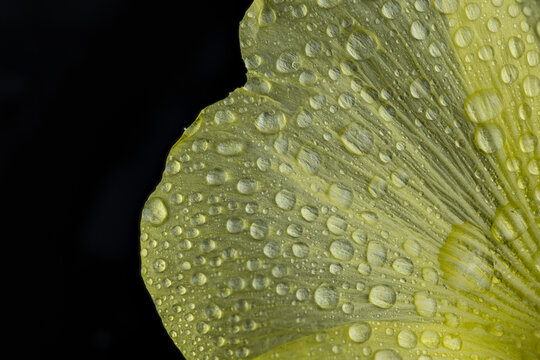Yellow flower petal catching morning dew drops