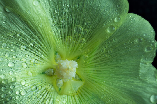 Green flower petals collecting natural rain dew drops