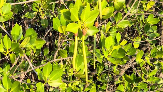 Close up of green mangrove propagules hanging on tree branches with lush foliage