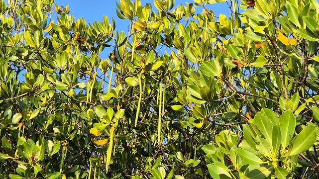 Lush tropical mangrove canopy with abundant long green propagules hanging under clear blue sky