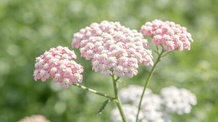 Fototapeta premium A cluster of small pink-white valerian flowers sways on a slender stem against a soft green background.