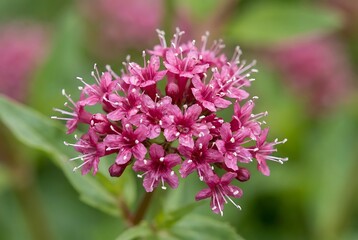 Obraz premium Close up of vibrant pink valerian flowers in bloom with delicate petals and stamens creating a natural abstract pattern with soft green bokeh background.