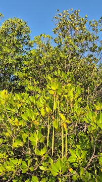 Lush tropical mangrove canopy with abundant long green propagules hanging under clear blue sky