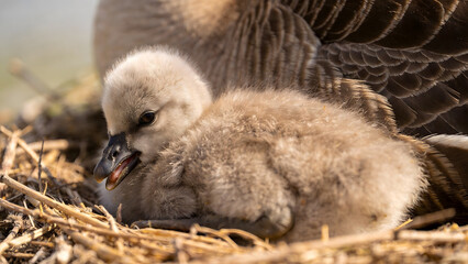 A fluffy fledgling bird in a nest, smaller than its siblings, with a soft-focus background. © 洁 张