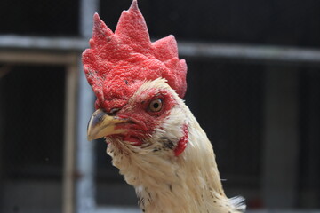 Portrait of a white rooster featuring a vivid red comb, smooth white feathers, bright alert eyes, and realistic facial details in high resolution. © Opran