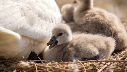 A fluffy fledgling bird in a nest, smaller than its siblings, with a soft-focus background. © 洁 张