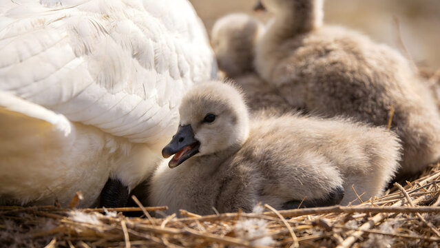 A fluffy fledgling bird in a nest, smaller than its siblings, with a soft-focus background.