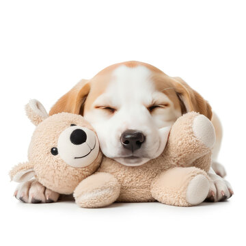 Sleeping Puppy With Stuffed Bear on White Background for Pet Product Advertisements
