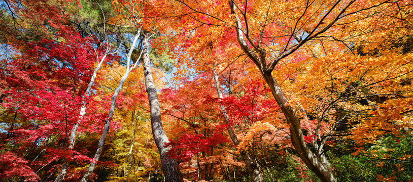 Fall trees with colorful autumn leaves, Nagano Prefecture, Japan