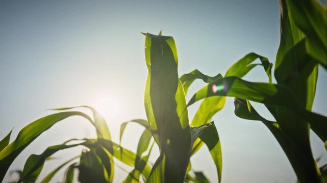 A medium shot of an open field with young, vibrant corn leaves in bright sunlight. The green sprouts are just beginning to grow. Conceptual imagery for crop production and seasonal grain harvesting
