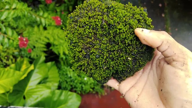 Human hand holding a fresh green clump of moss in a lush garden top view close-up
