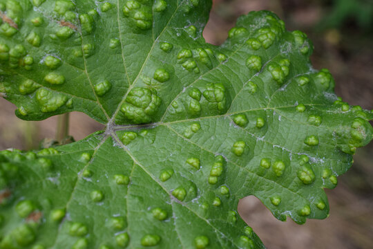 Macro texture of grape leaf damaged by erineum mite (Eriophyes vitis). Detailed view of galls disease on grapevine plant.