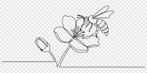 Bee collecting nectar from flower, single line art, transparent background, Single continuous line drawing of a bee pollinating a flower on a white background, creating a simple, minimal, and elegant. © line drawing