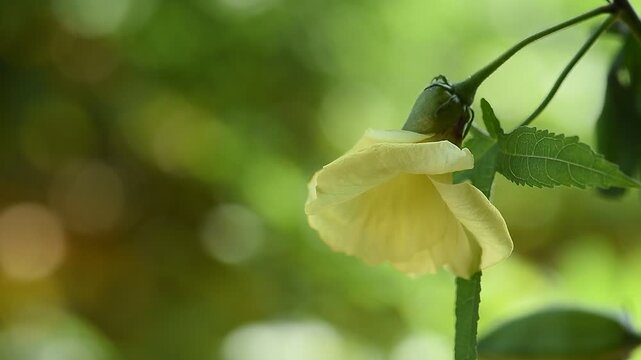 Abelmosk or Abelmoschus moschatus branch flower on natural background.